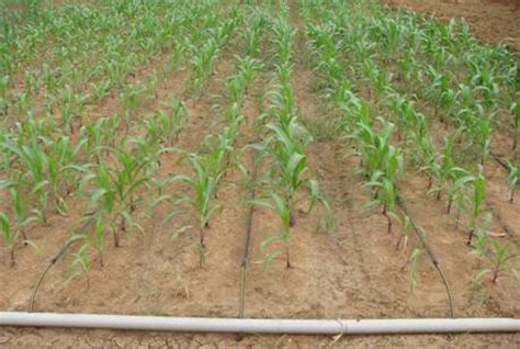 Irrigation Management :: Maize