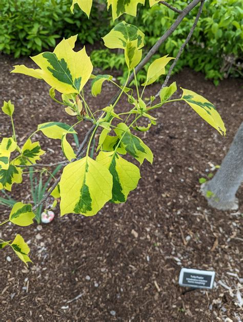 Plant Picks Majestic Beauty Tuliptree