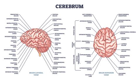 Cerebrum Structure And Human Brain Sections And Parts Anatomy Outline Diagram Stock Illustration