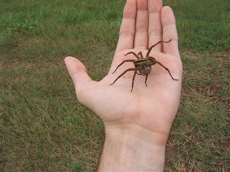 Grass Spider Vs Wolf Spider