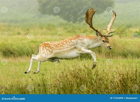 Fallow Deer Jumping Ditch Stock Image Image Of Buck 77323899