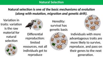 Natural Selection Examples | Teaching Resources