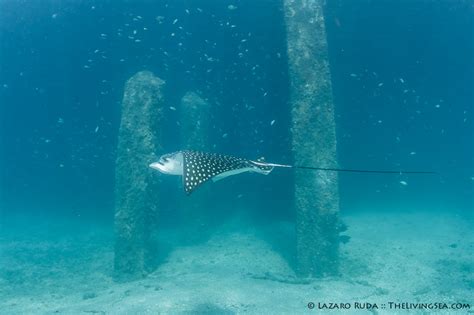 Snorkeling at Phil Foster Park :: Pura Vida Divers