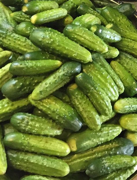 Fresh 2023 Organic Boston Pickling Cucumber 50 Heirloom Seeds Non Gmo