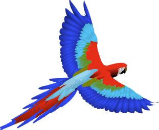 Macaw PNG Clipart | PNG All