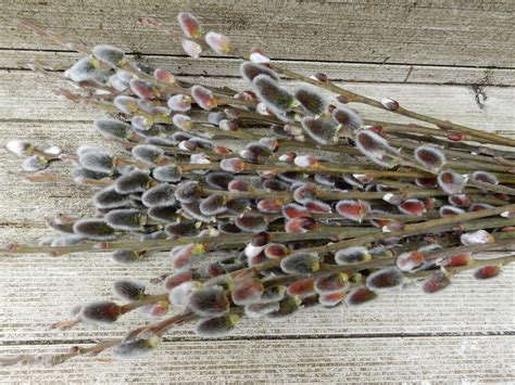 Pussy Willow Branches Tall Stems Straight Fresh Twigs