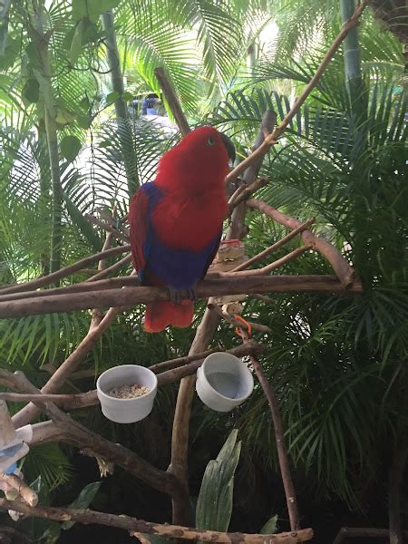 Eclectus Parrot Project Noah