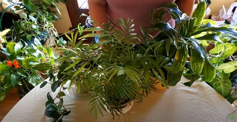 Signs a Houseplant Needs Repotting - Healthy Houseplants