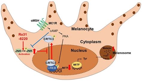 Melanogenesis Inhibitors