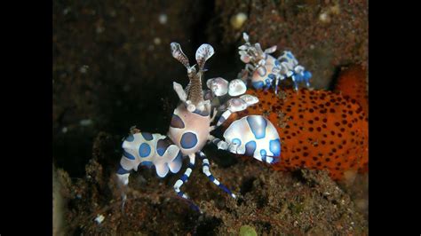 Harlequin Shrimps Food Fight Youtube