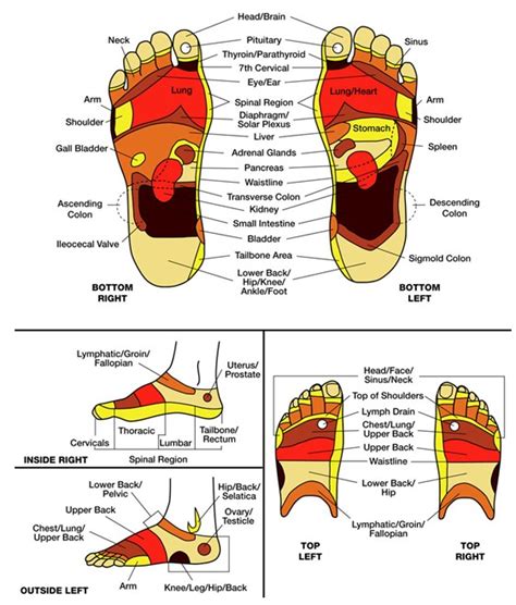 Reflexology Chart Example Living Metta