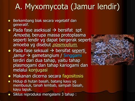 protista menyerupai jamur powerpoint