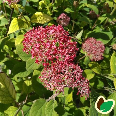 Tr Agtig Hortensia Pink Annabelle Cm Hydrangea Arborescens