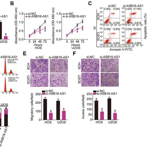 Interference Of Asb16 As1 Expression Inhibits Hos And U2os Cell