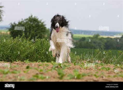 Barzois Hi Res Stock Photography And Images Alamy