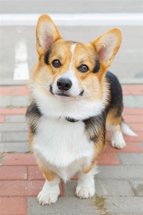 Dog Pembroke Welsh Corgi Smiling Stock Image Image Of Doggy Cheerful