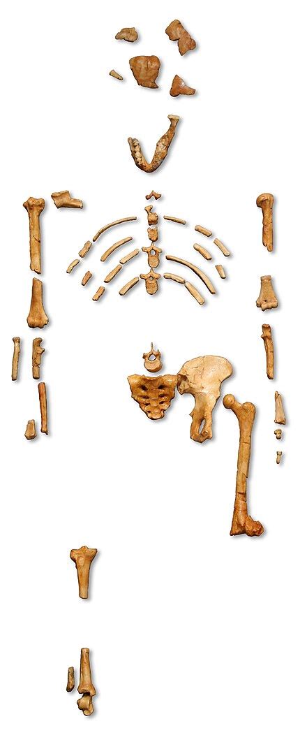 Australopithecus afarensis – Vikipeedia