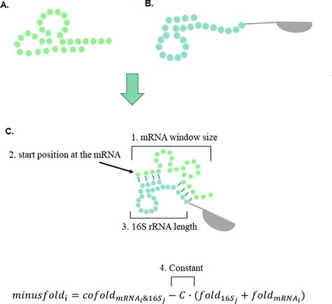 Modeling The Effect Of Rrna Mrna Interactions And Mrna Folding On Mrna