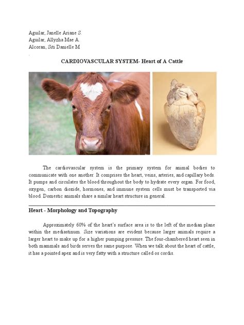 Cow's Heart | PDF | Heart | Atrium (Heart)