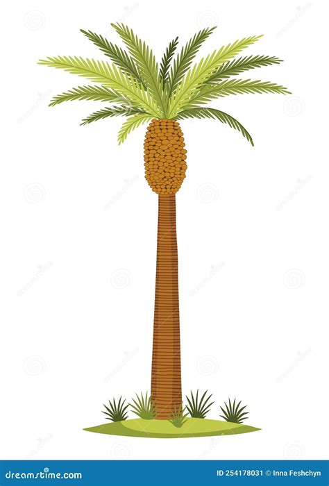 Palm Tree With Green Leaves Top And Trunk Exotic Fruitful Tree Stock