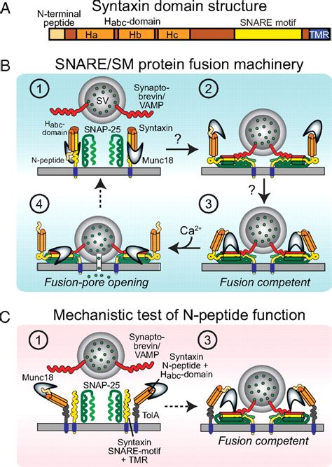 Testing The Snare Sm Protein Model Of Membrane Fusion Pnas