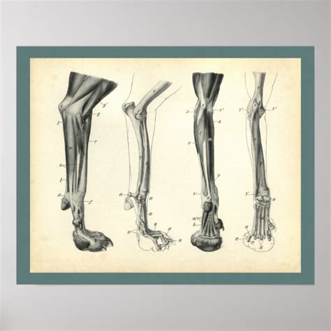 Dog Leg Bones Muscles Veterinary Anatomy Print | Zazzle.com