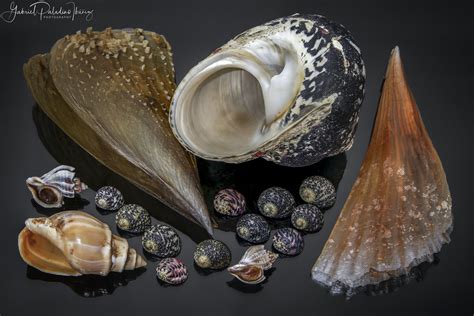 Worldwide Seashells Seashells From Around The World Speci Flickr