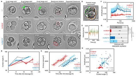 Figures And Data In Multiscale Analysis Of Single And Double Maternal