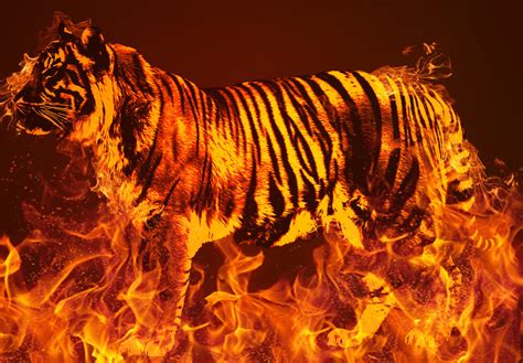 Fire Tiger by HoneyMoon1111 on DeviantArt