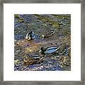 Mallard Pairs Photograph By Alana Thrower Fine Art America