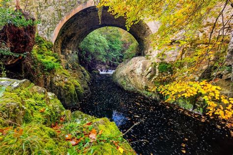 Premium Photo Arch Bridge Over Stream Amidst Trees