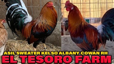 CALIFORNIA Quality Birds El Tesoro Farm Sweater Kelso Asil Albany