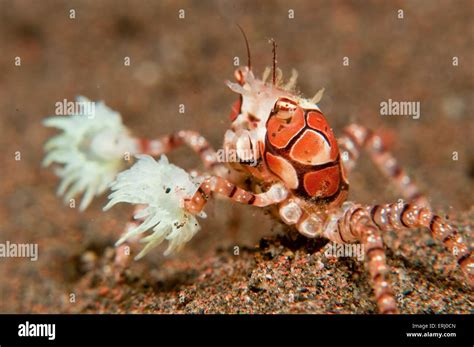 boxer crab Stock Photo - Alamy