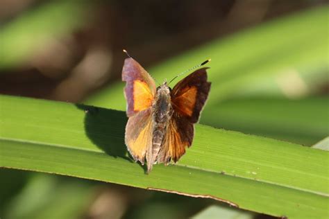 Eltham Copper Butterfly From Melbourne VIC Australia On April 5 2024