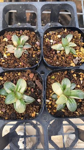 Haworthia Cooperi Shi Pu Variegated Succulent Pagoda