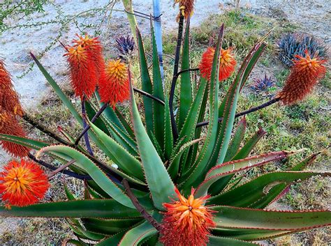 1g Aloe Rupestris These Are Tree Aloes From South Africa Etsy