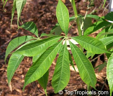 ceiba boliviana ceiba top tropicals plant encyclopedia