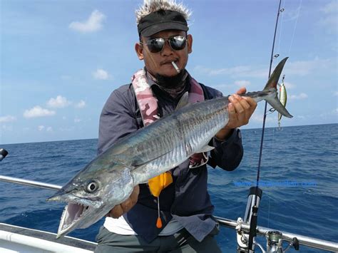 spanish mackerel narrow barred talk  fish