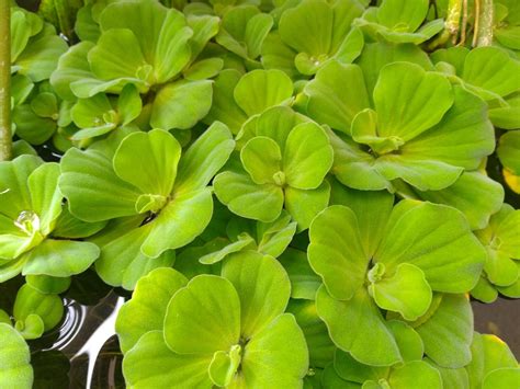 Buy Pcs Live Plants Dwarf Water Lettuce Water Cabbage Pistia