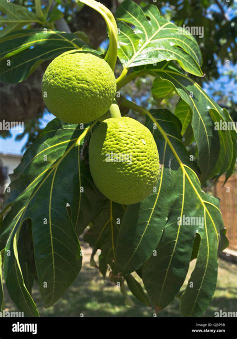 Dh Tobago Caribbean Breadfruit Tree Fruit Breadfruits Artocarpus