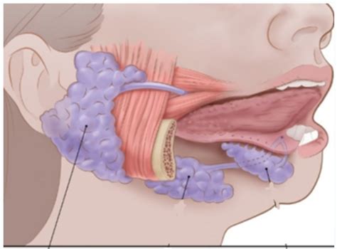 Lecture 3 Salivary Glands Flashcards Quizlet