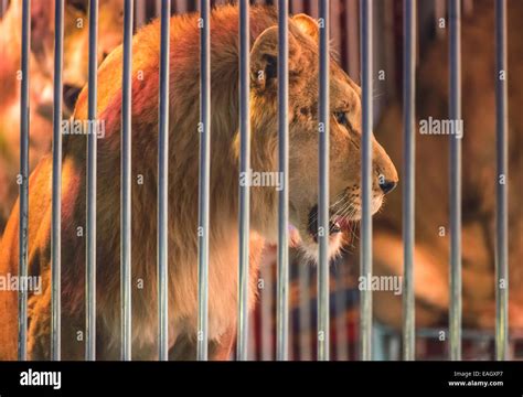 Circus Lion Stock Photos And Circus Lion Stock Images Alamy