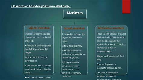 Meristematic tissue types and classification. | PPT