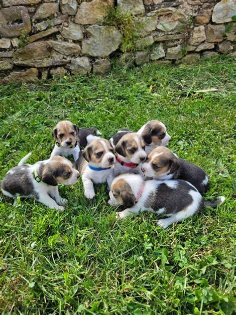 A Vendre Chiots Type Beagle Femelle Et Mâles 12630 unCompagnon fr