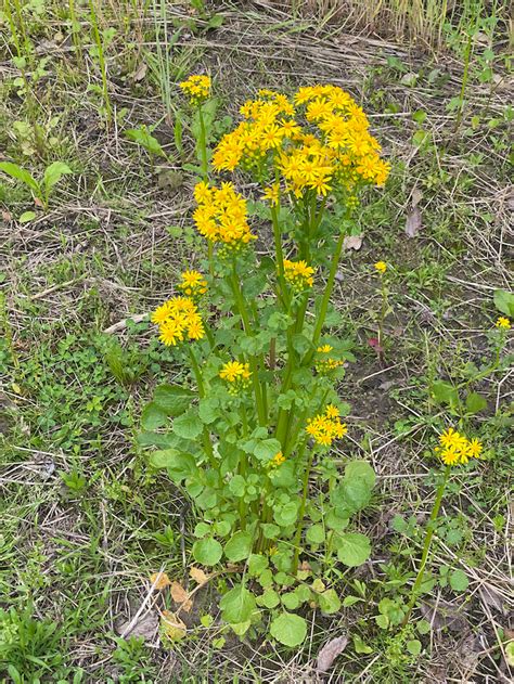 Cressleaf Groundsel Packera Glabella Purdue University Pest Crop