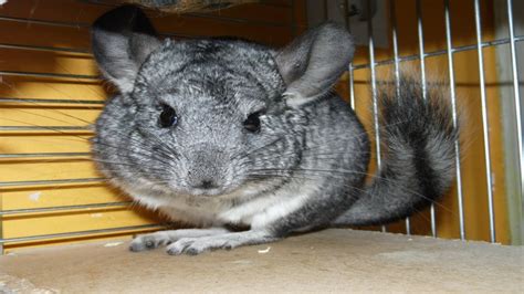 Chinchilla Guia De Fauna Rutachile