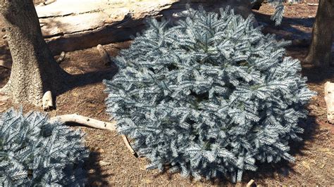 Colorado Blue spruce 'Glauca Globosa' – PlantCatalog by e-on software