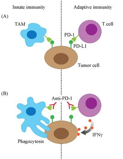 Anti Pd 1 Therapy Induces Both Tams And Cd8 T Cell Activity A The Download Scientific