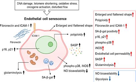 Figure From Factors And Pathways Modulating Endothelial Cell