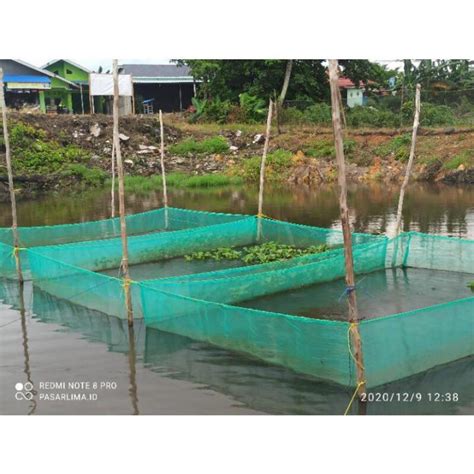 Keramba Ikan 2x1x50 Keramba Ikan Kasa Hijau Keramba Ikan Rk Hitam